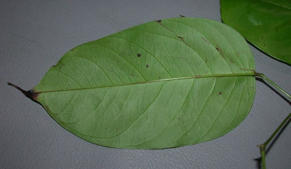 Dalbergia ovalis other