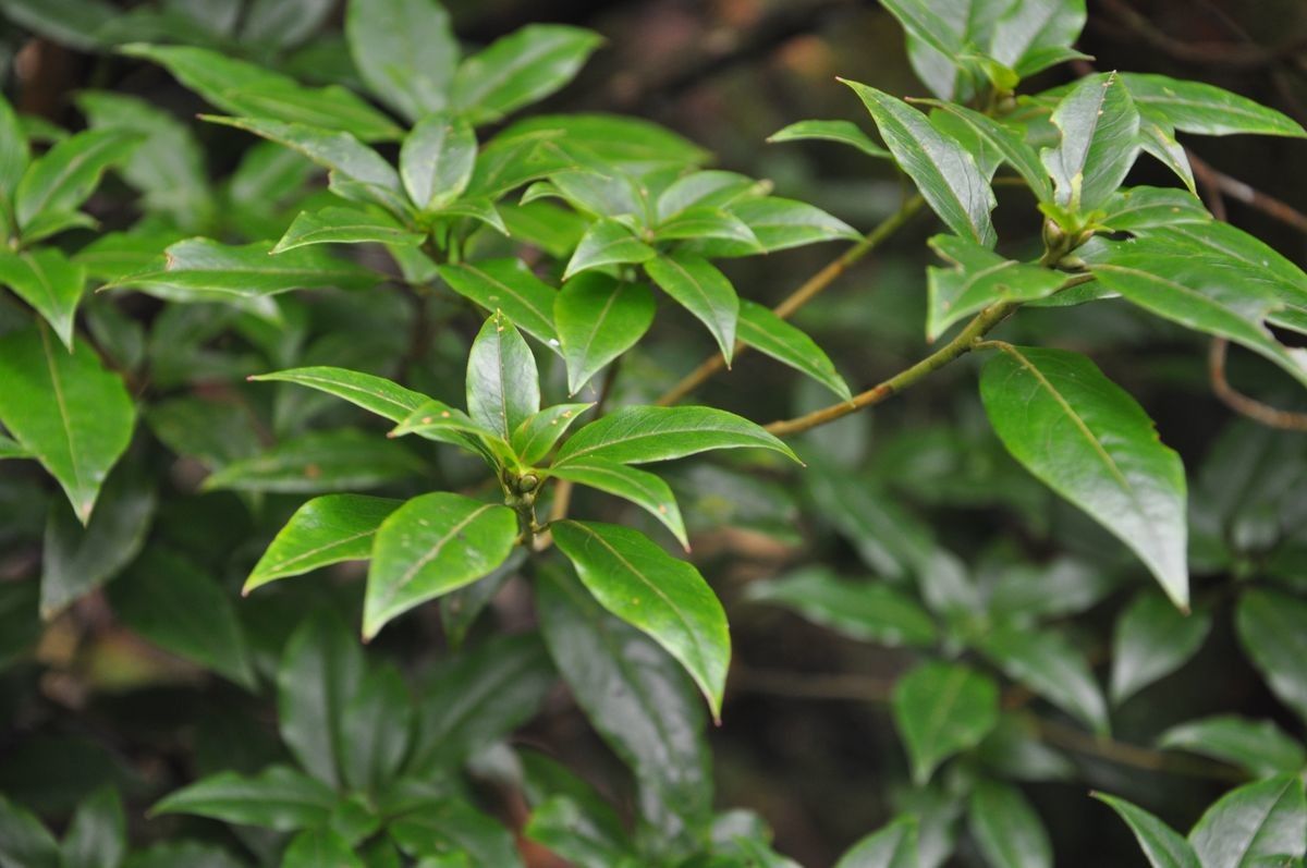 Rhododendron ovatum leaf