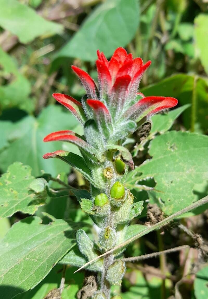 Castilleja arvensis flower