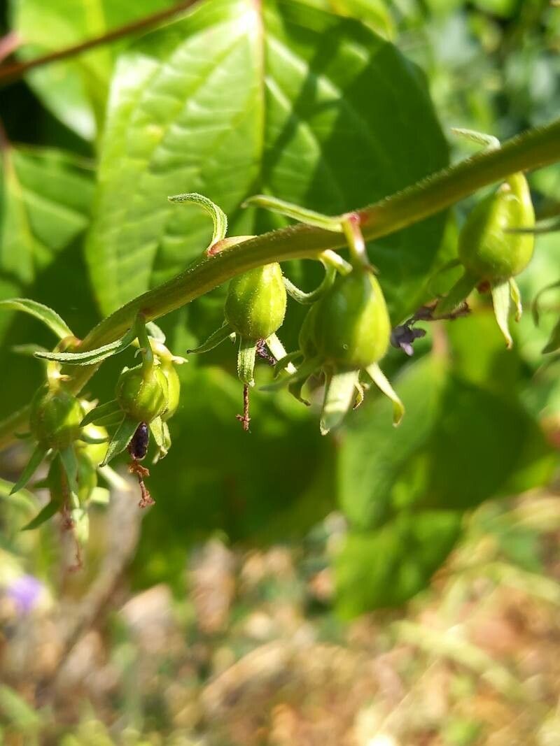 Campanula bononiensis fruit