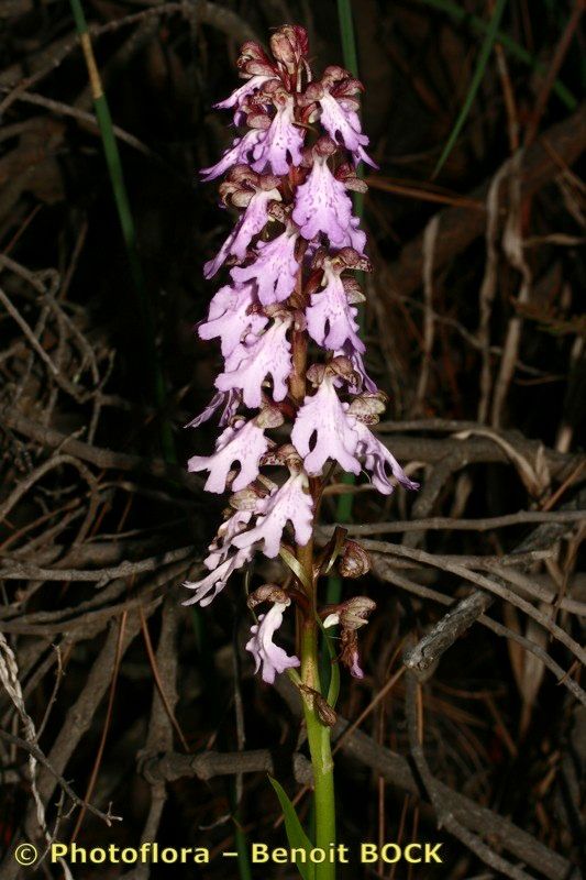 Himantoglossum metlesicsianum other