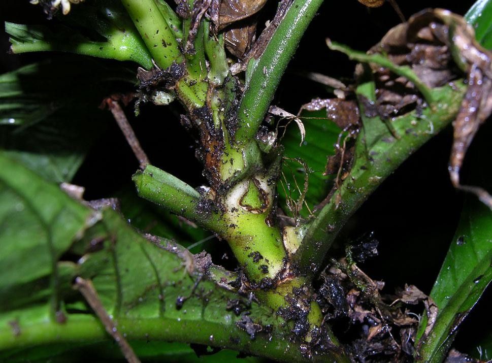 Psychotria alfaroana bark
