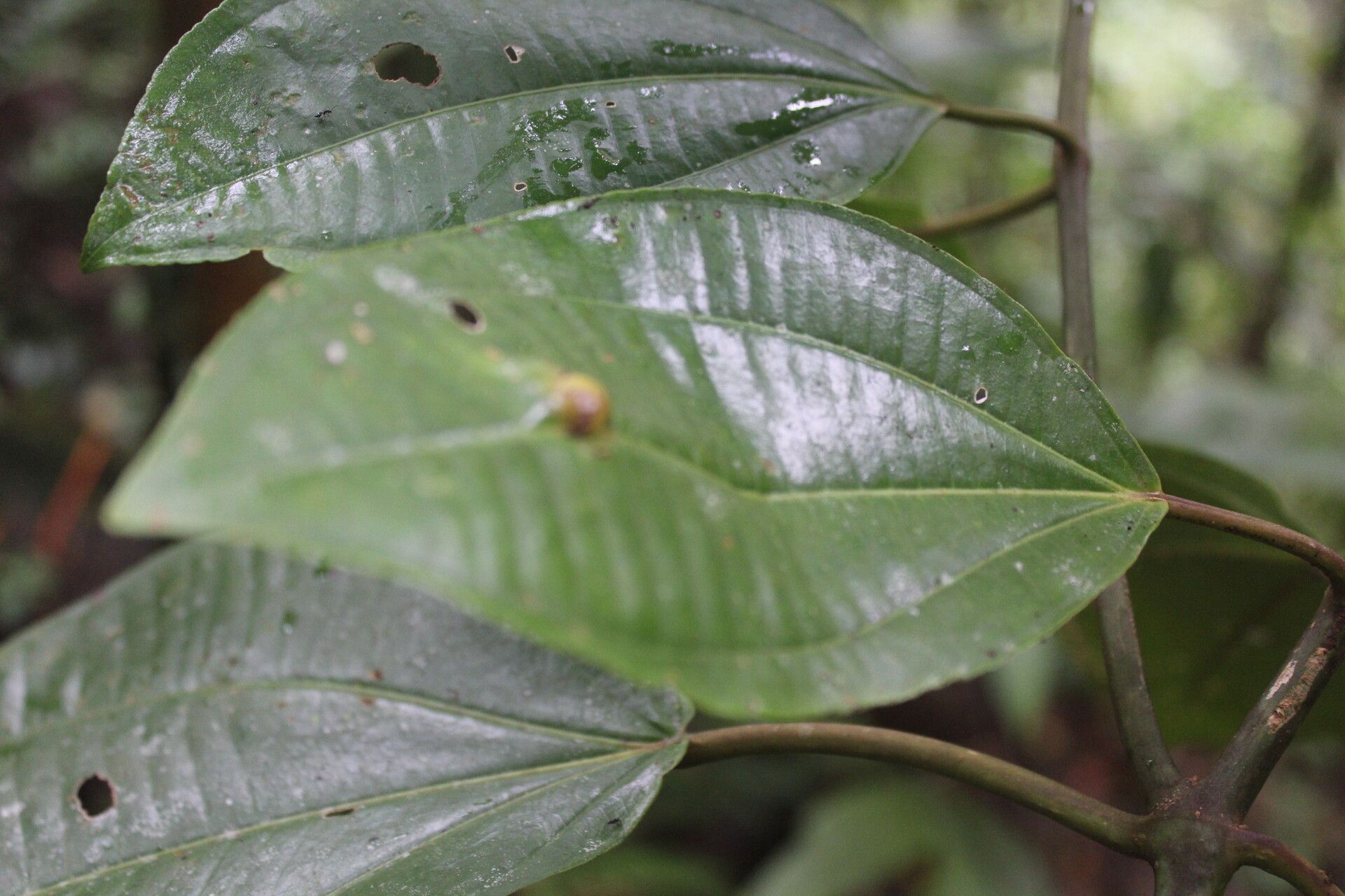 Miconia nutans leaf