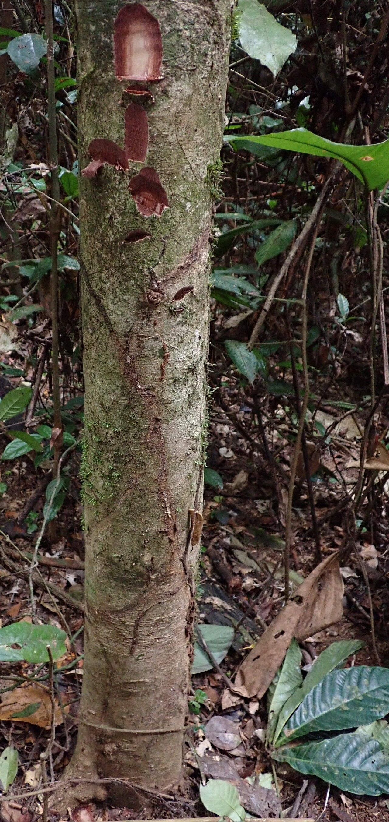 Syzygium rowlandii bark
