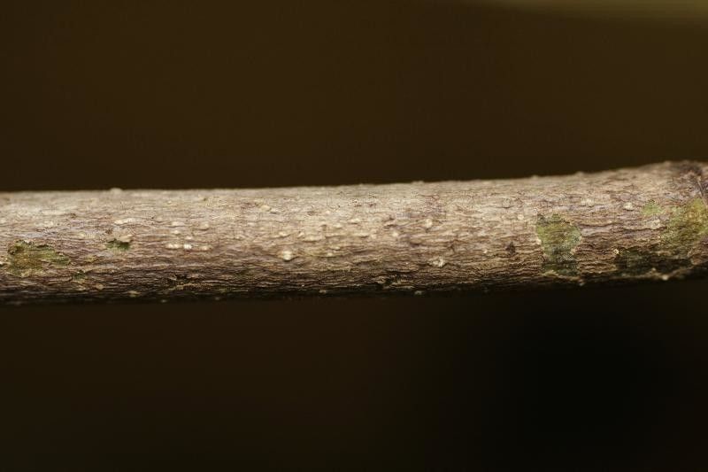 Byrsonima densa other