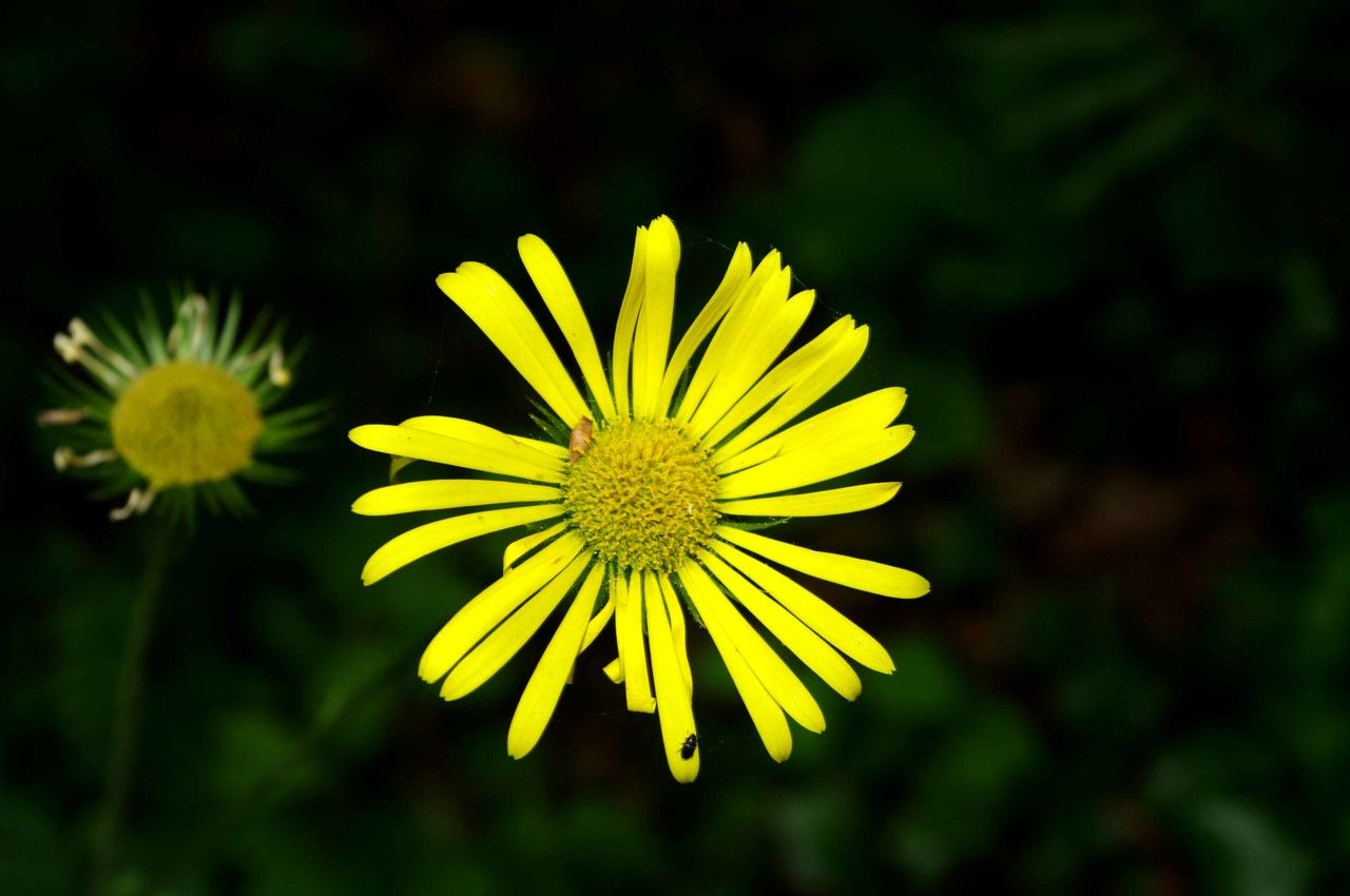 Doronicum x excelsum flower