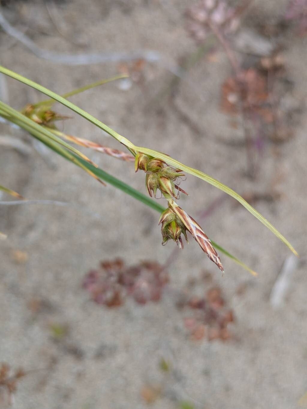 Carex rossii — houseplant care guide