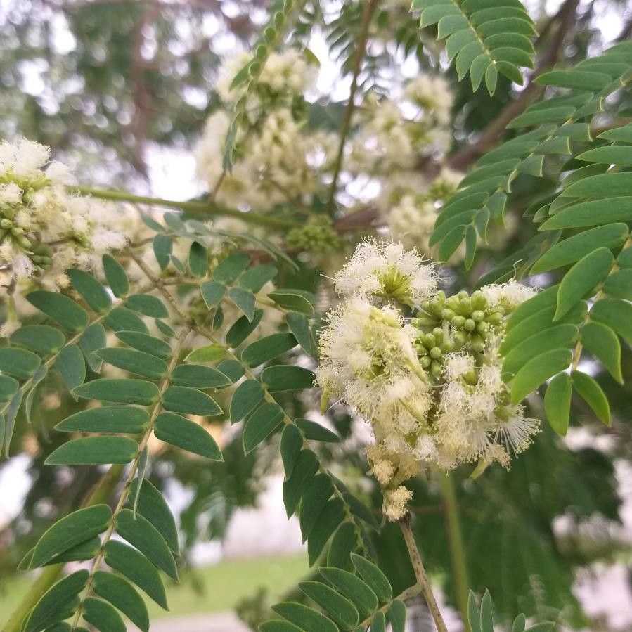 Enterolobium contortisiliquum flower
