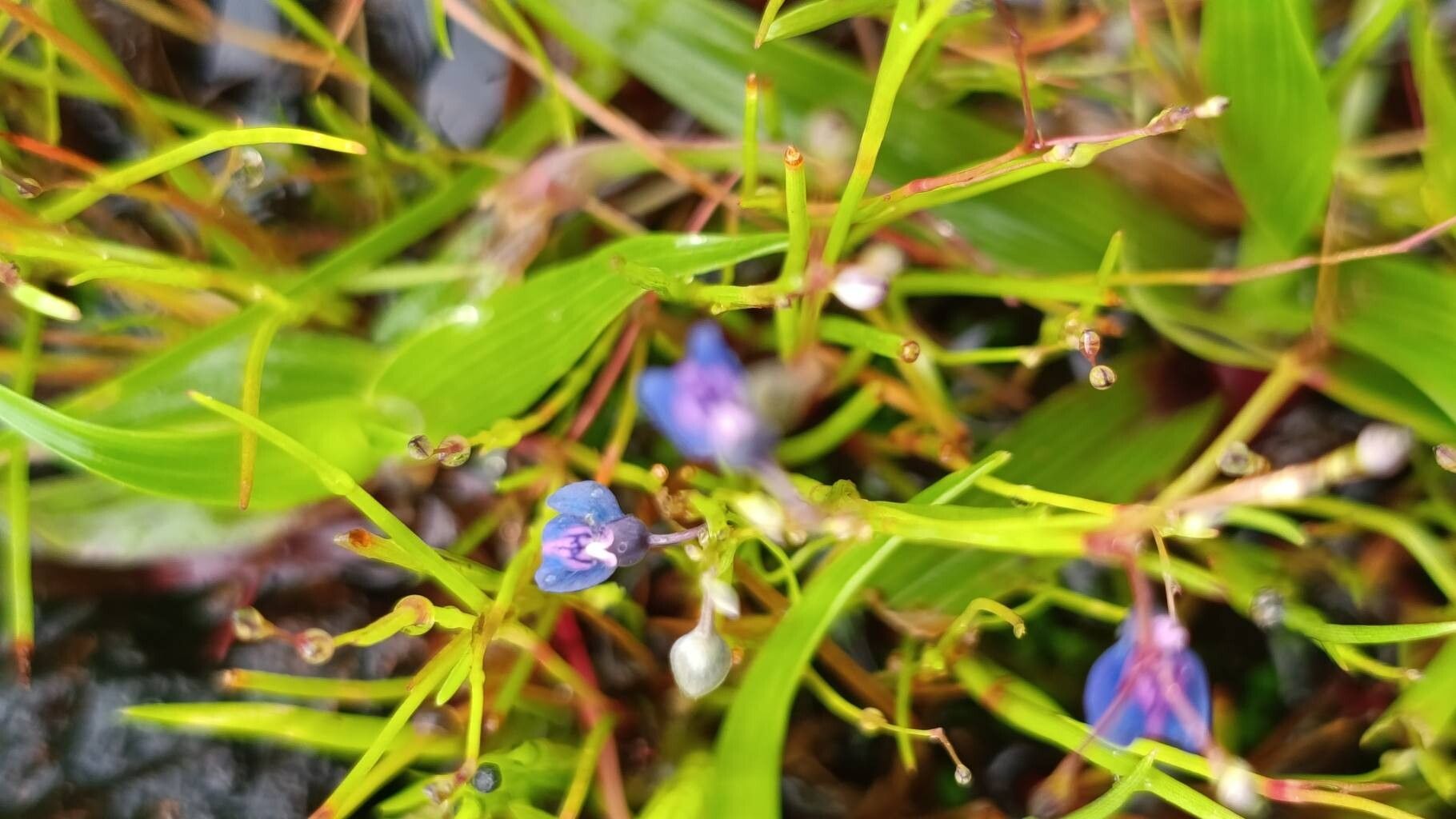 Utricularia praeterita — search result for 'Utricularia'