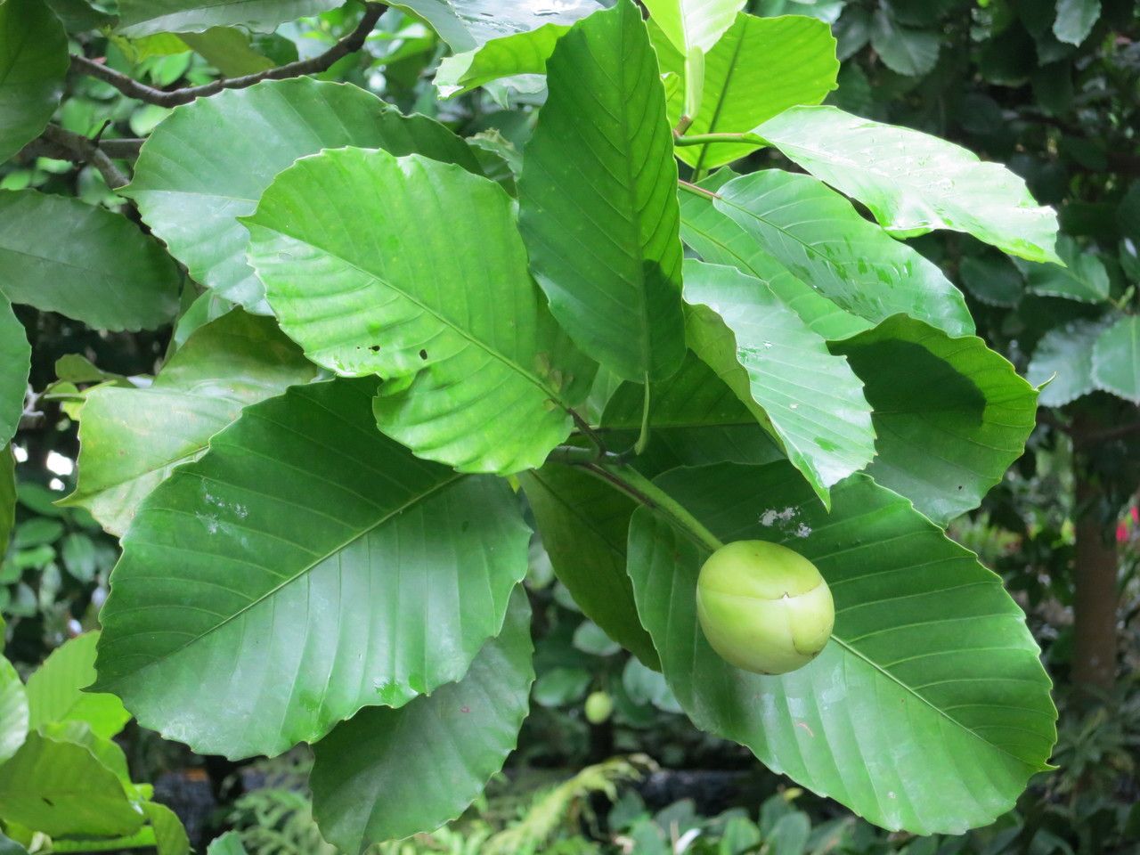 Dillenia philippinensis flower