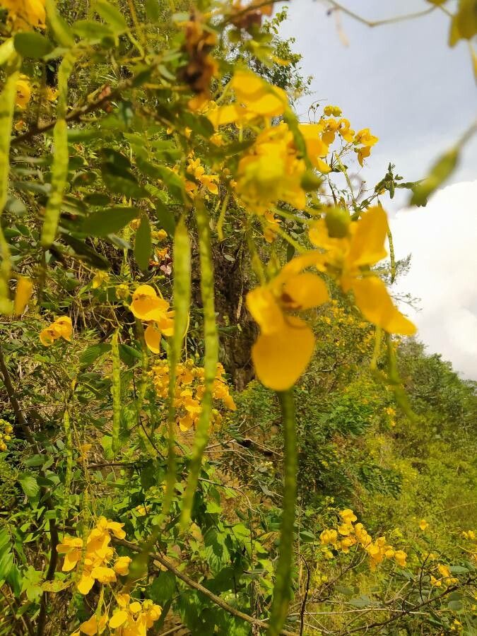 Senna multiglandulosa fruit