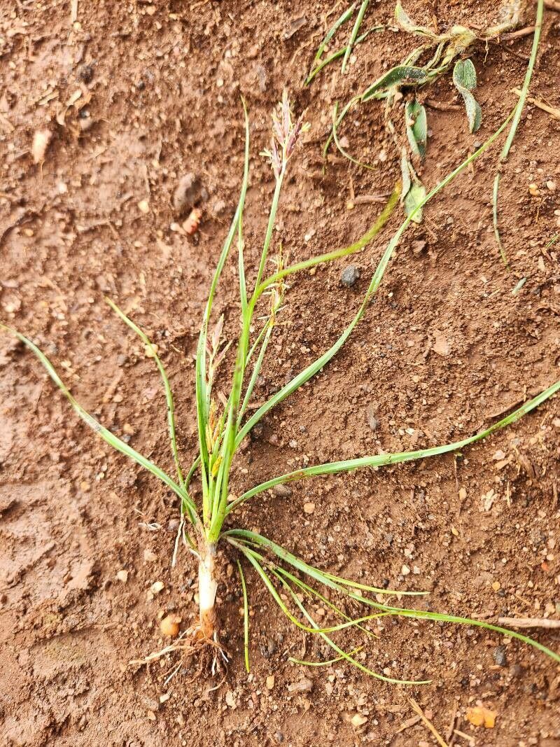 Cyperus blysmoides leaf