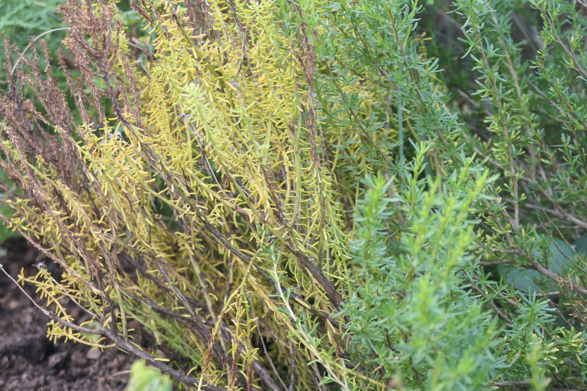 Chrysocoma ciliata bark