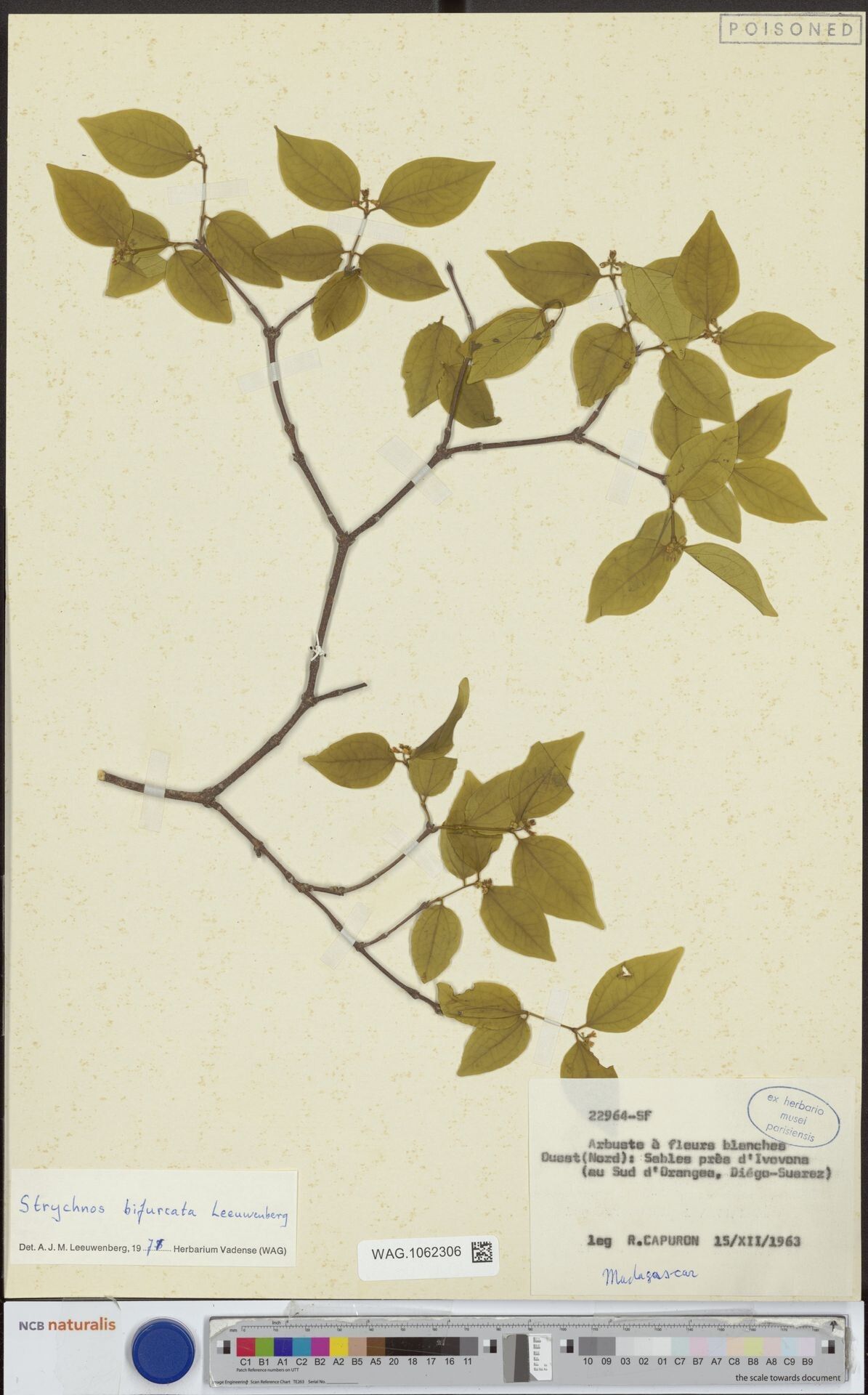 Strychnos bifurcata — houseplant care guide