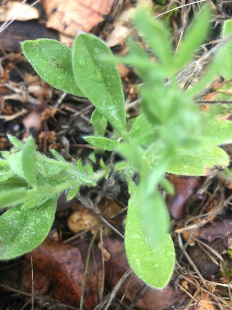 Hymenocarpos cornicinus leaf