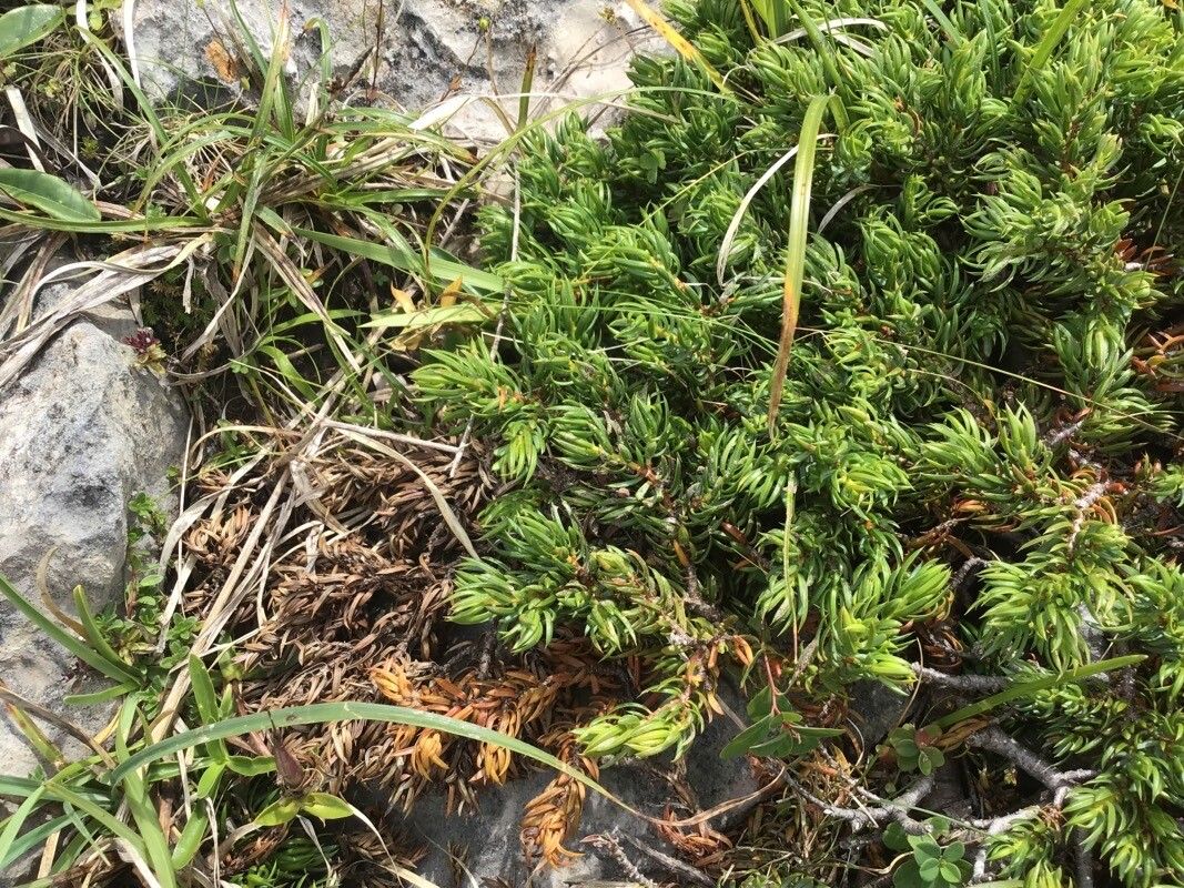 Thymelaea calycina — related species from the same genus