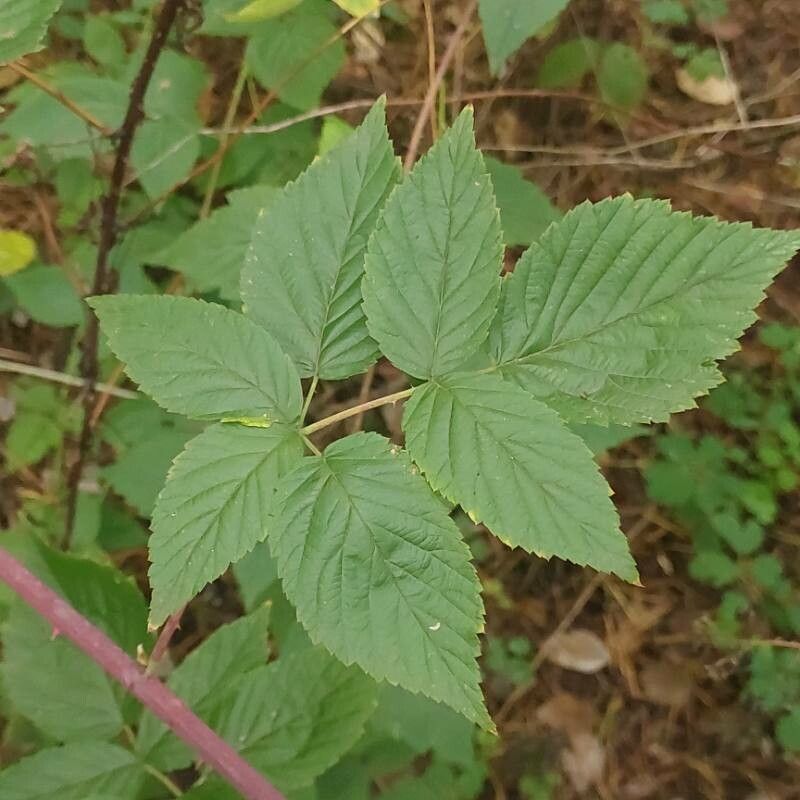 Rubus nessensis leaf