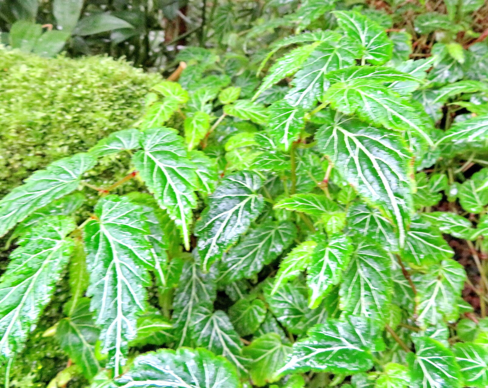 Begonia vareschii — houseplant care guide