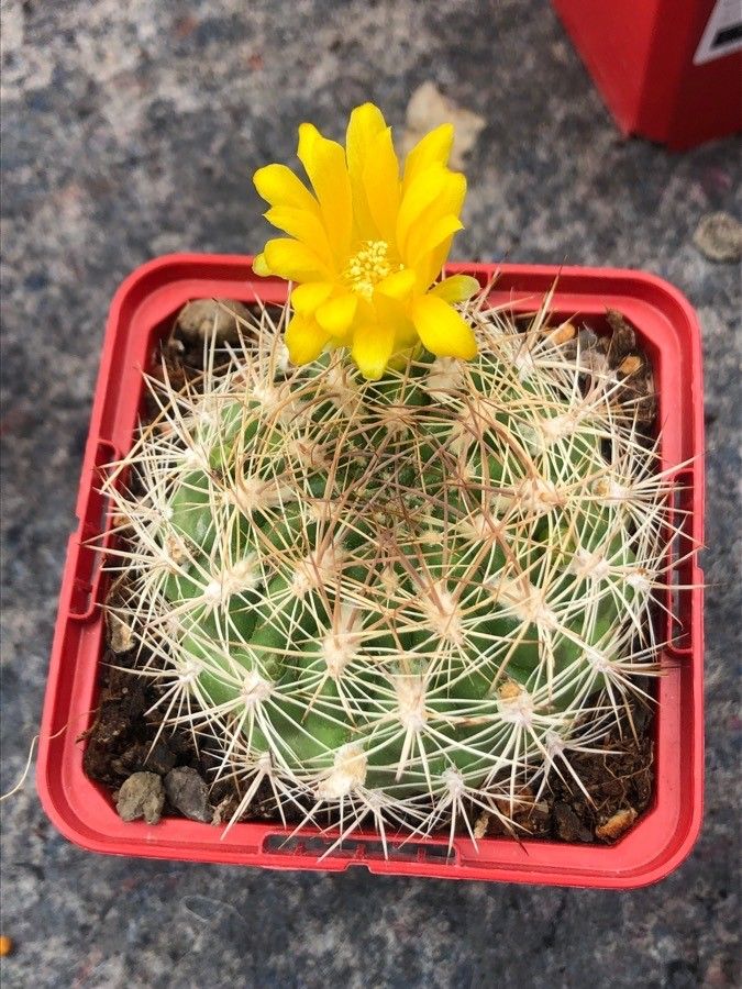 Weingartia neocumingii leaf