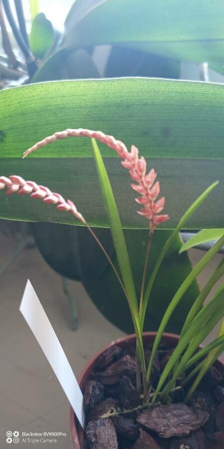 Coelogyne wenzelii flower
