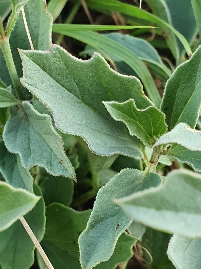 Solanum nigriviolaceum leaf