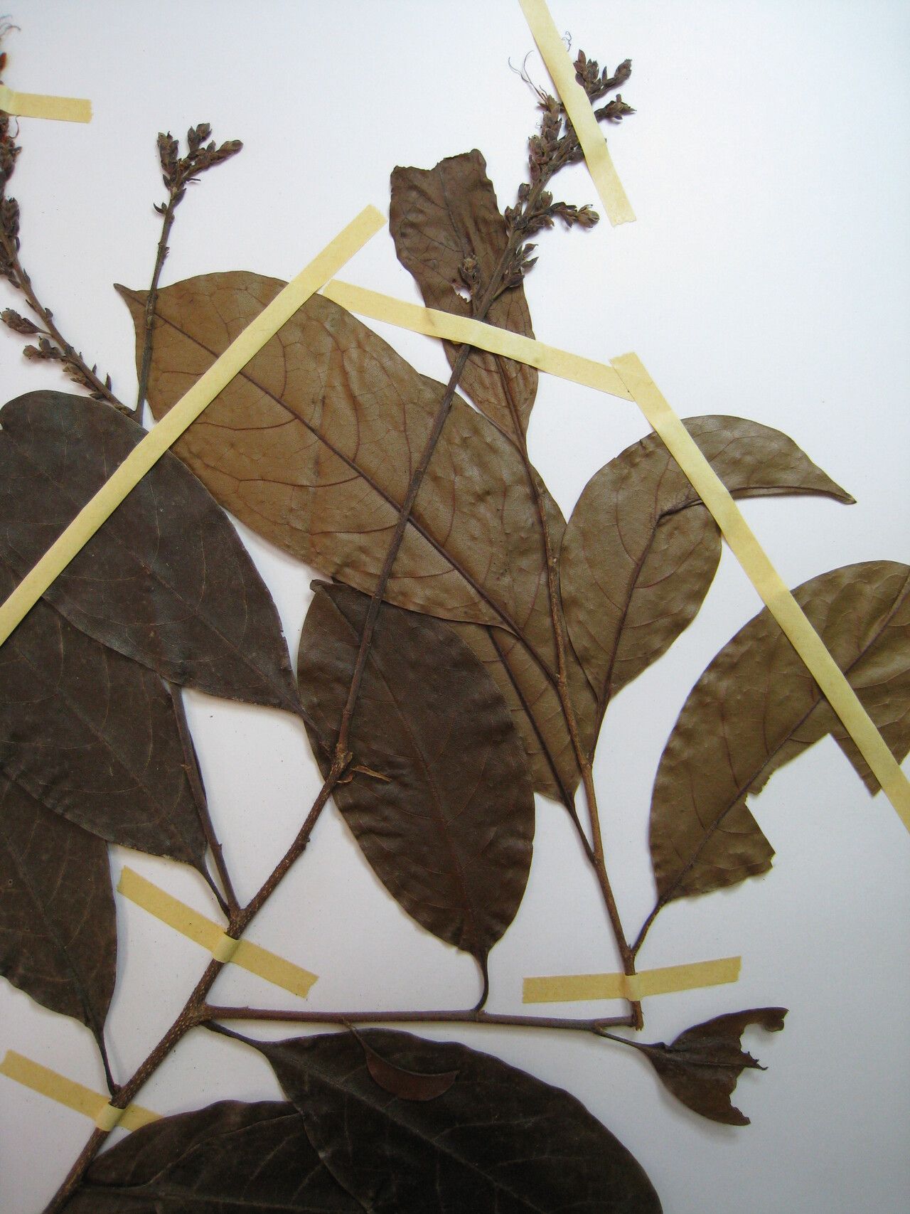 Hirtella suffulta other