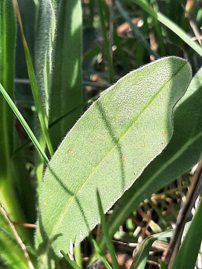 Cynoglossum clandestinum leaf