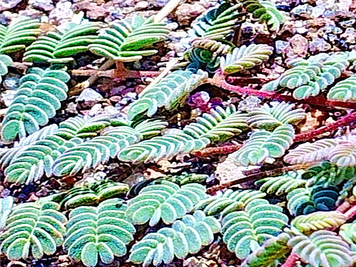 Hoffmannseggia doellii — related species from the same genus