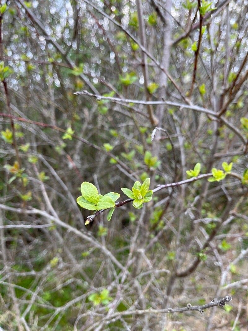 Prunus subcordata — houseplant care guide
