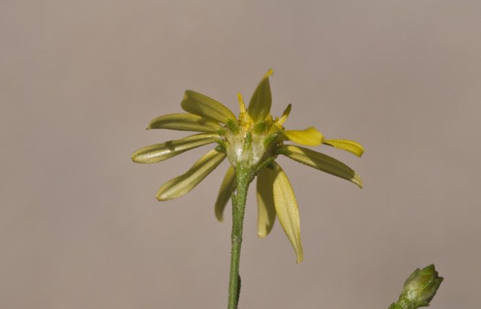 Gutierrezia sphaerocephala — search result for 'Gutierrezia'