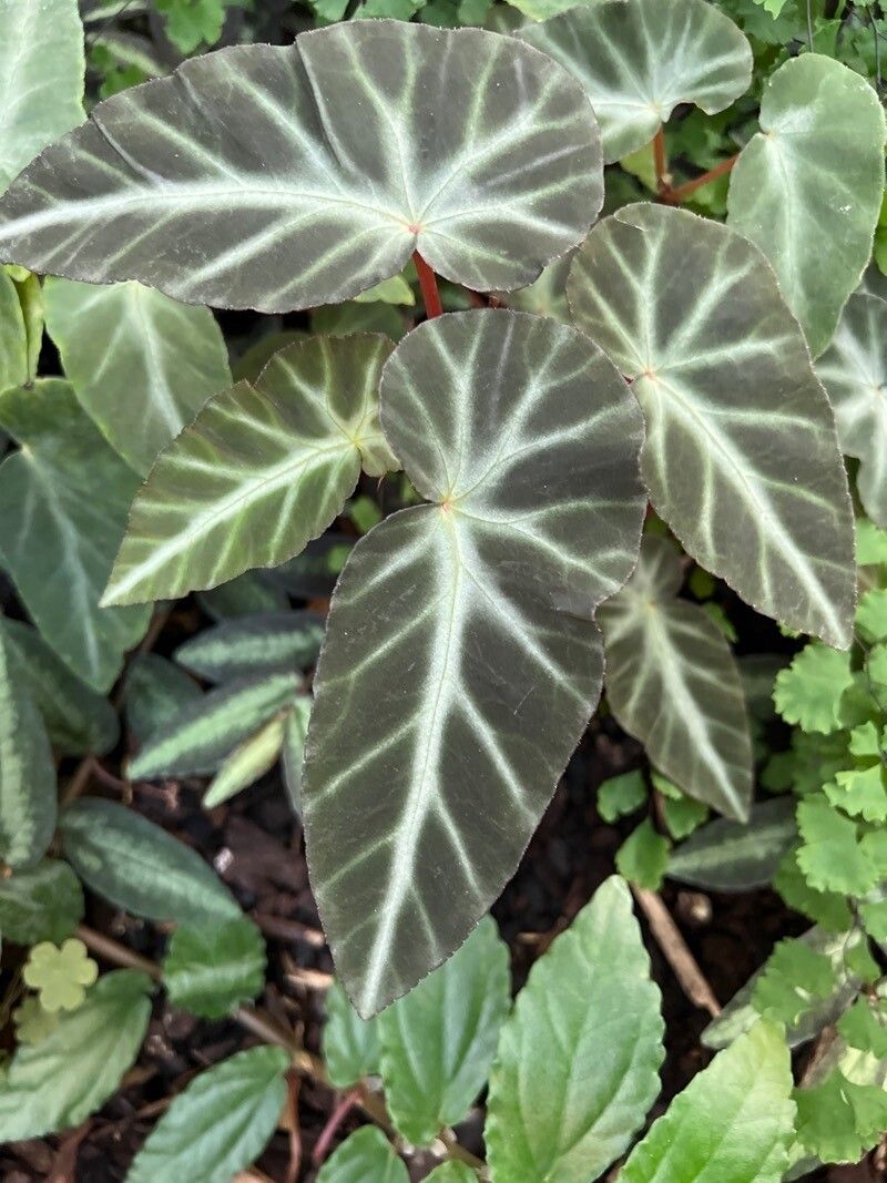 Begonia stipularis leaf