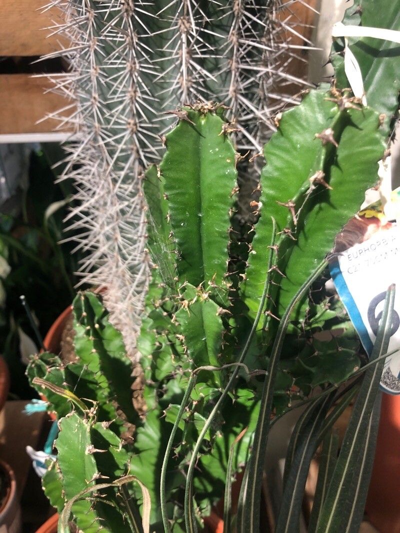 Euphorbia abyssinica