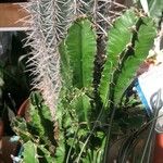 Euphorbia abyssinica