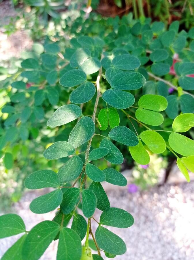 Bauhinia natalensis leaf