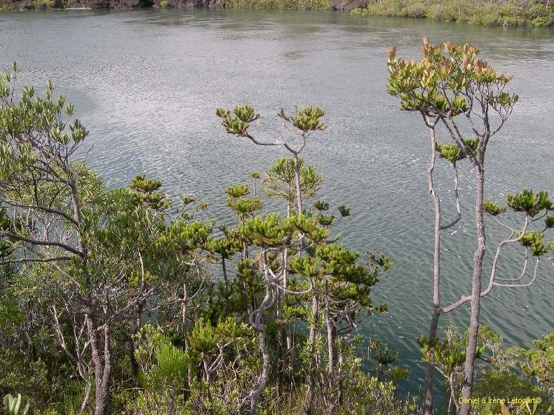 Dacrydium guillauminii habit