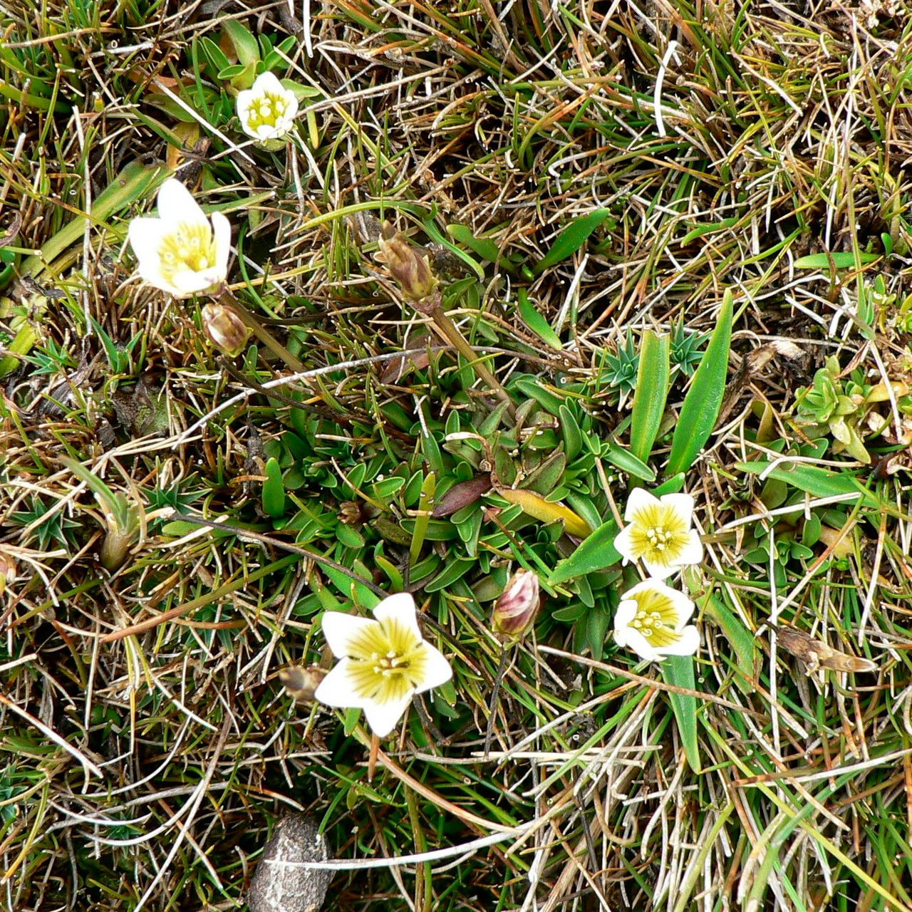 Gentianella limoselloides flower