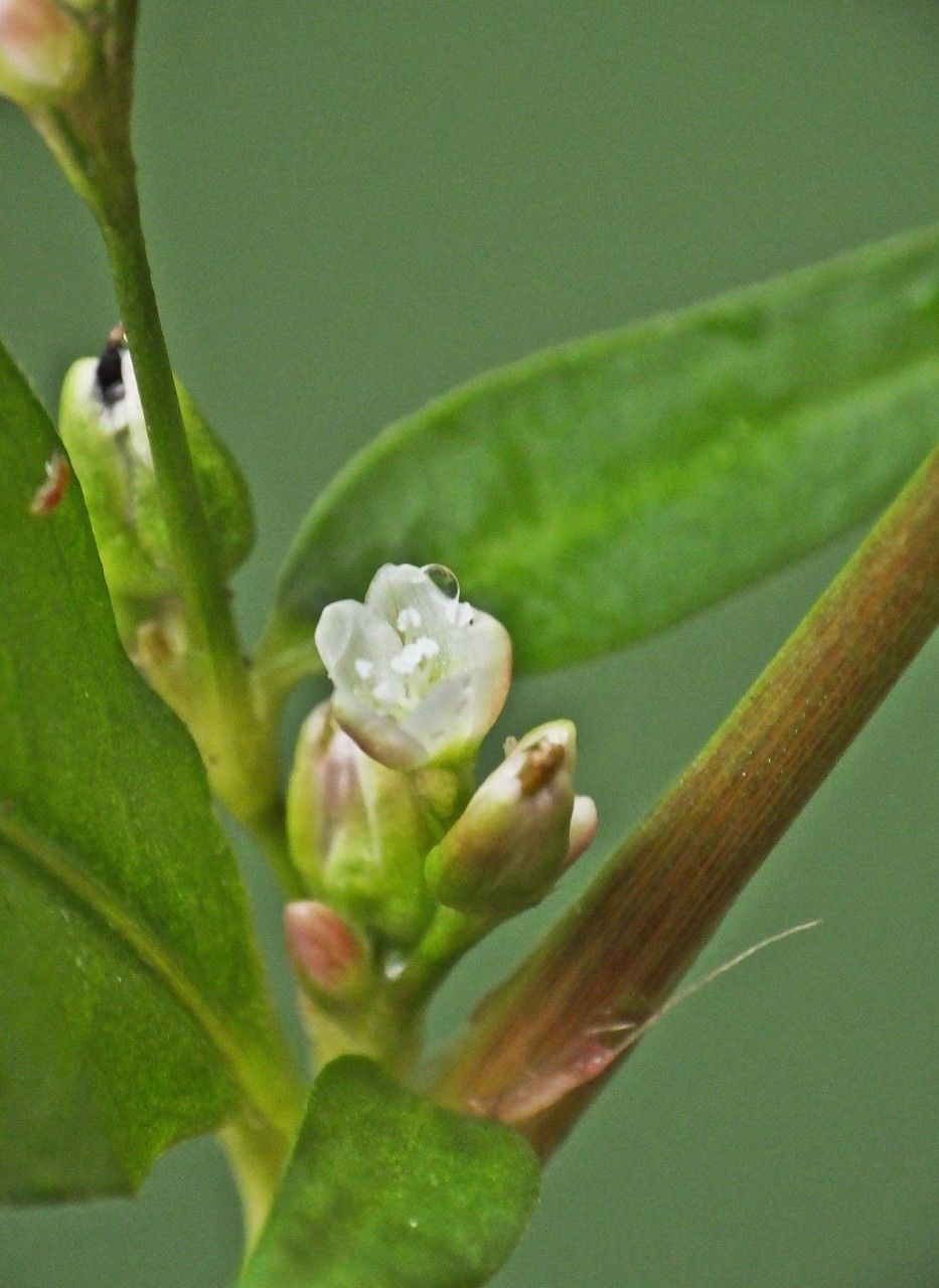 Persicaria mitis fruit