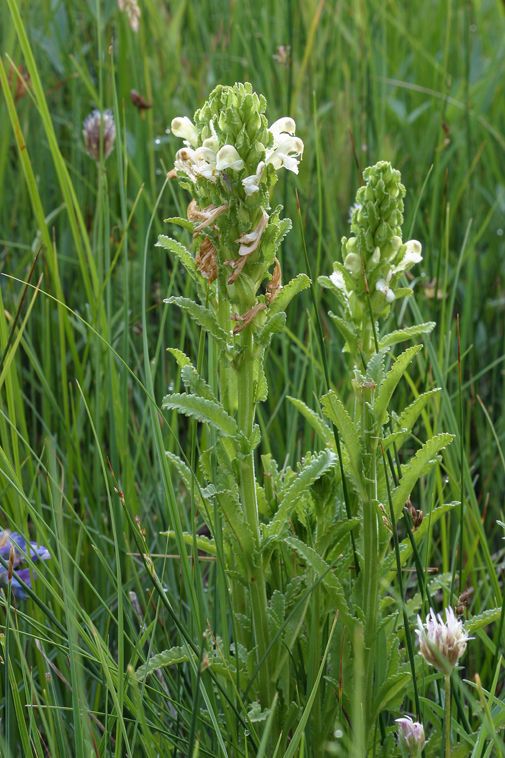 Pedicularis crenulata habit