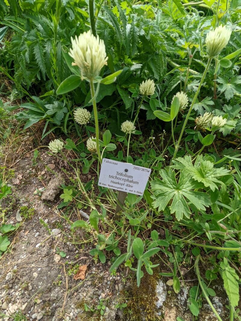 Trifolium trichocephalum habit