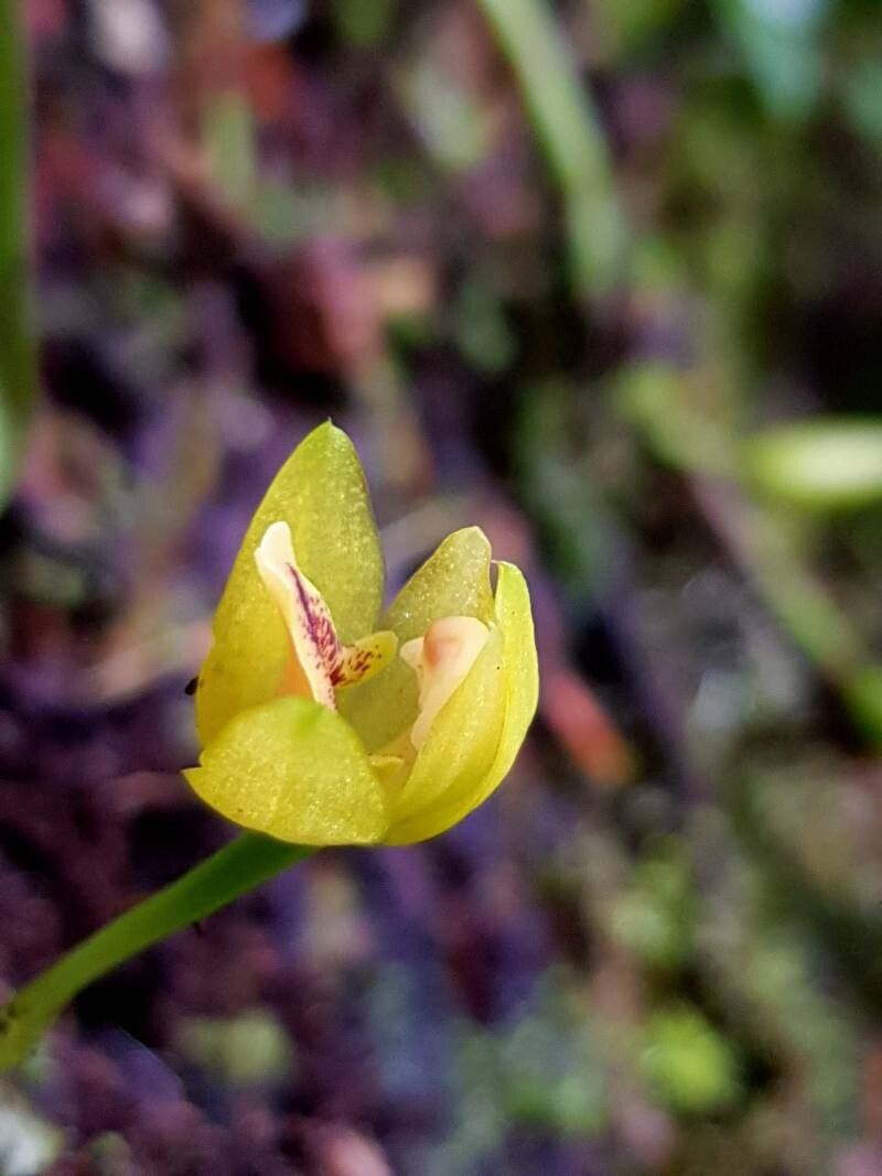 Maxillaria moralesii — houseplant care guide