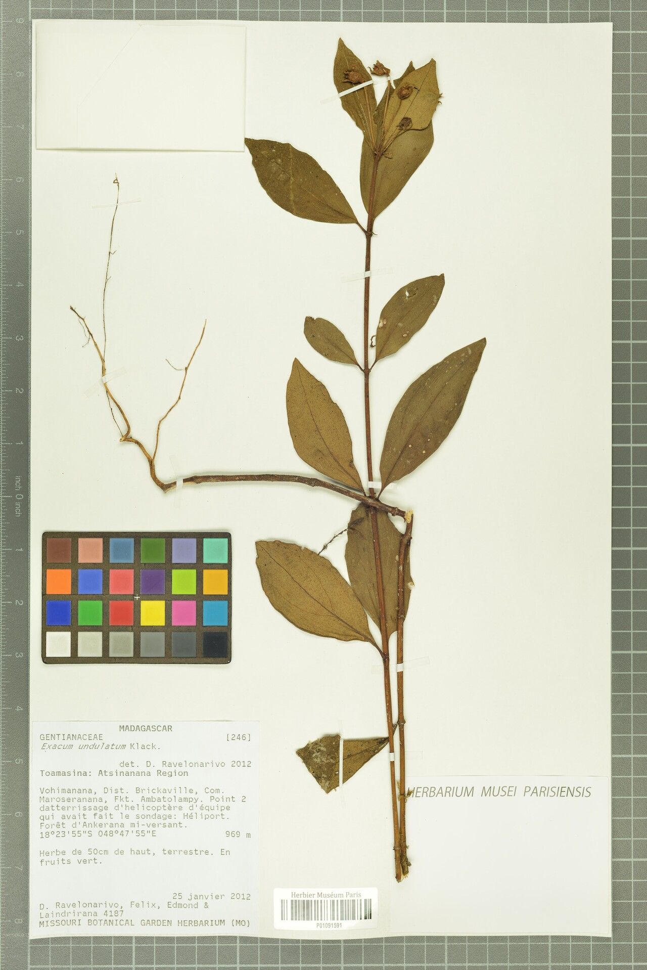 Exacum undulatum — houseplant care guide