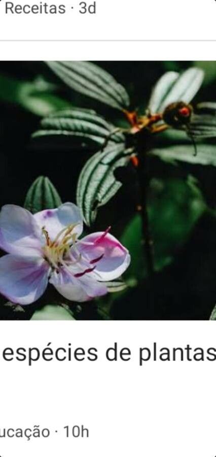 Dissotis princeps flower