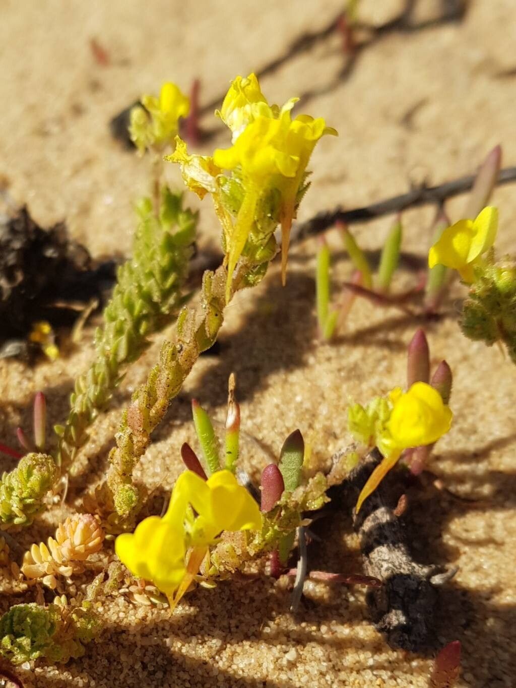 Linaria ficalhoana — search result for 'Linaria'