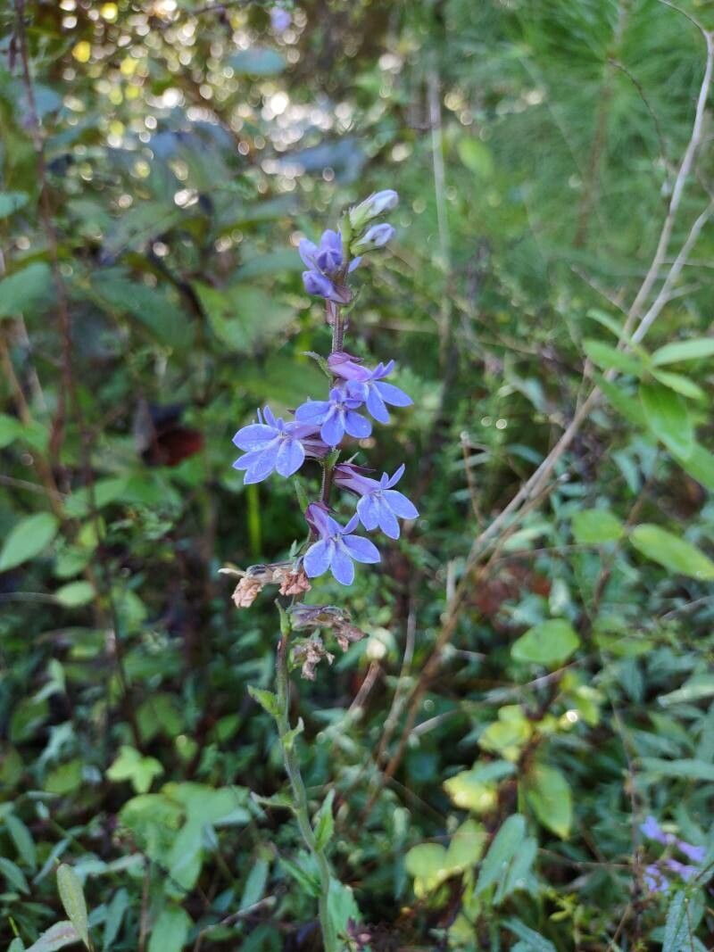 Lobelia puberula flower