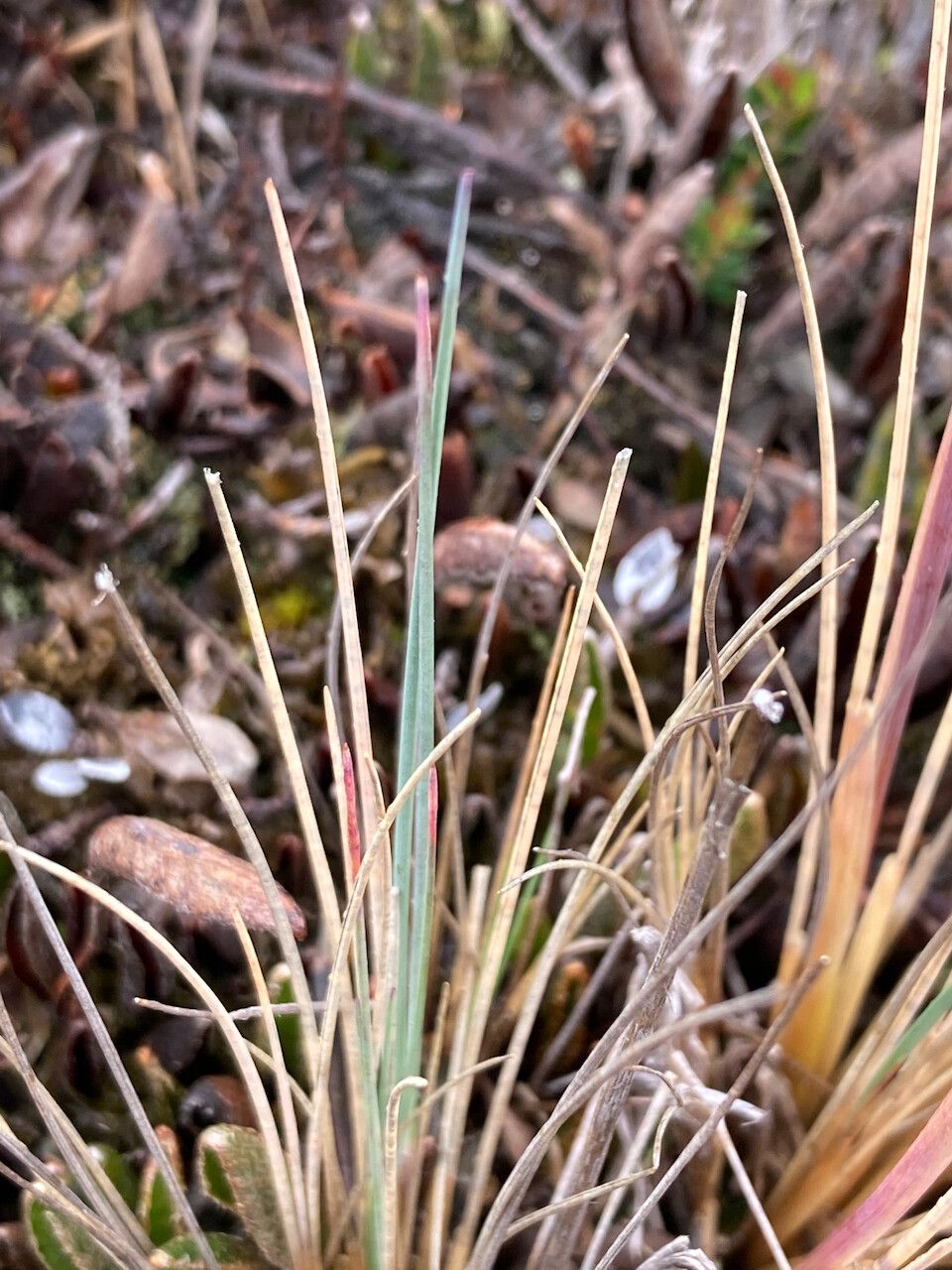 Festuca breviaristata — houseplant care guide