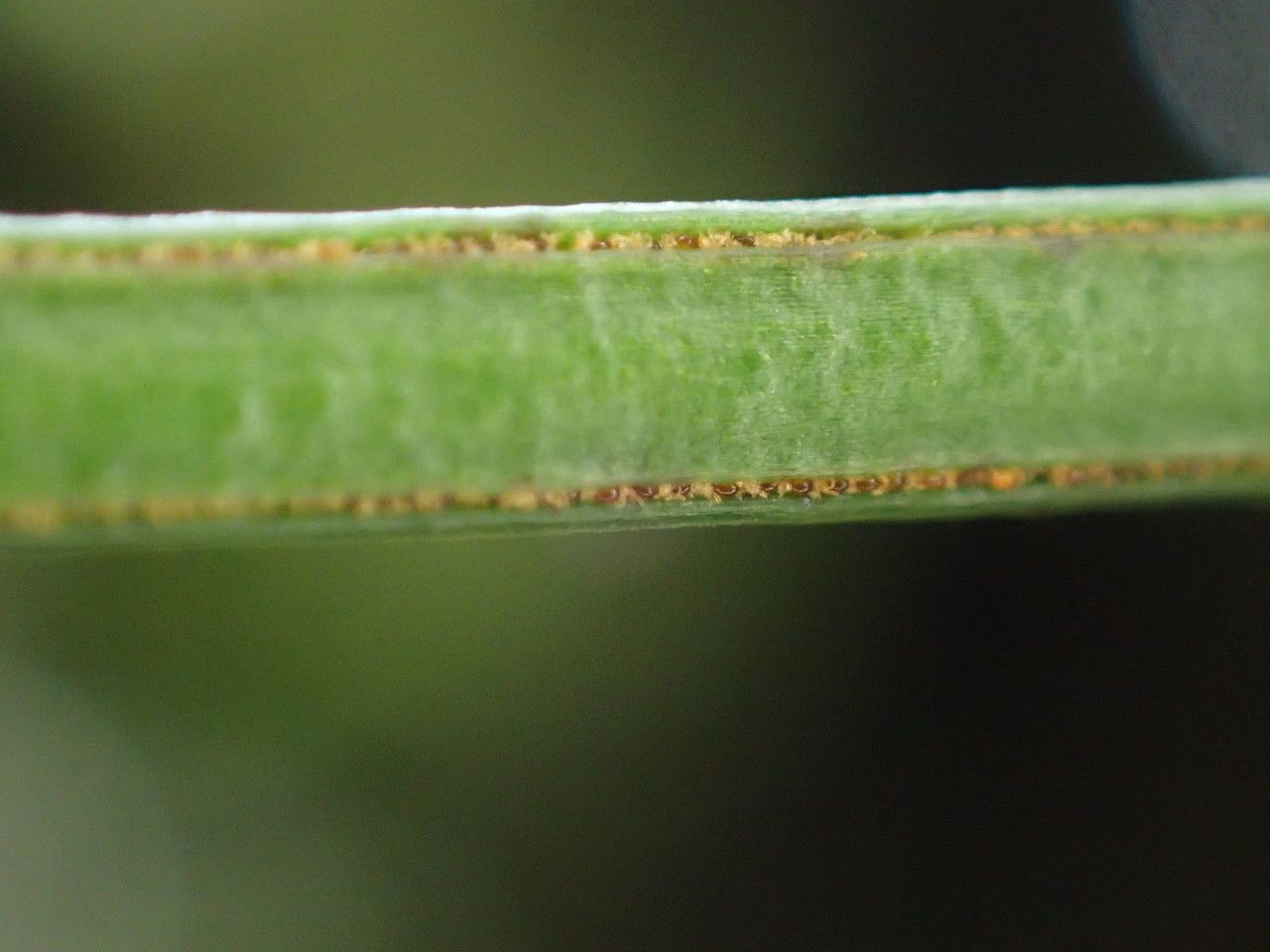 Vittaria isoetifolia fruit