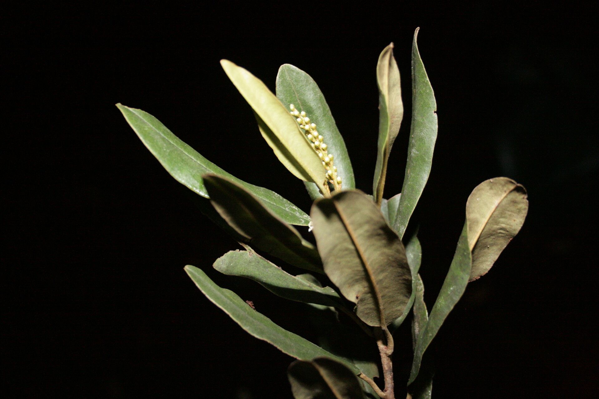 Quintinia altigena — related species from the same genus