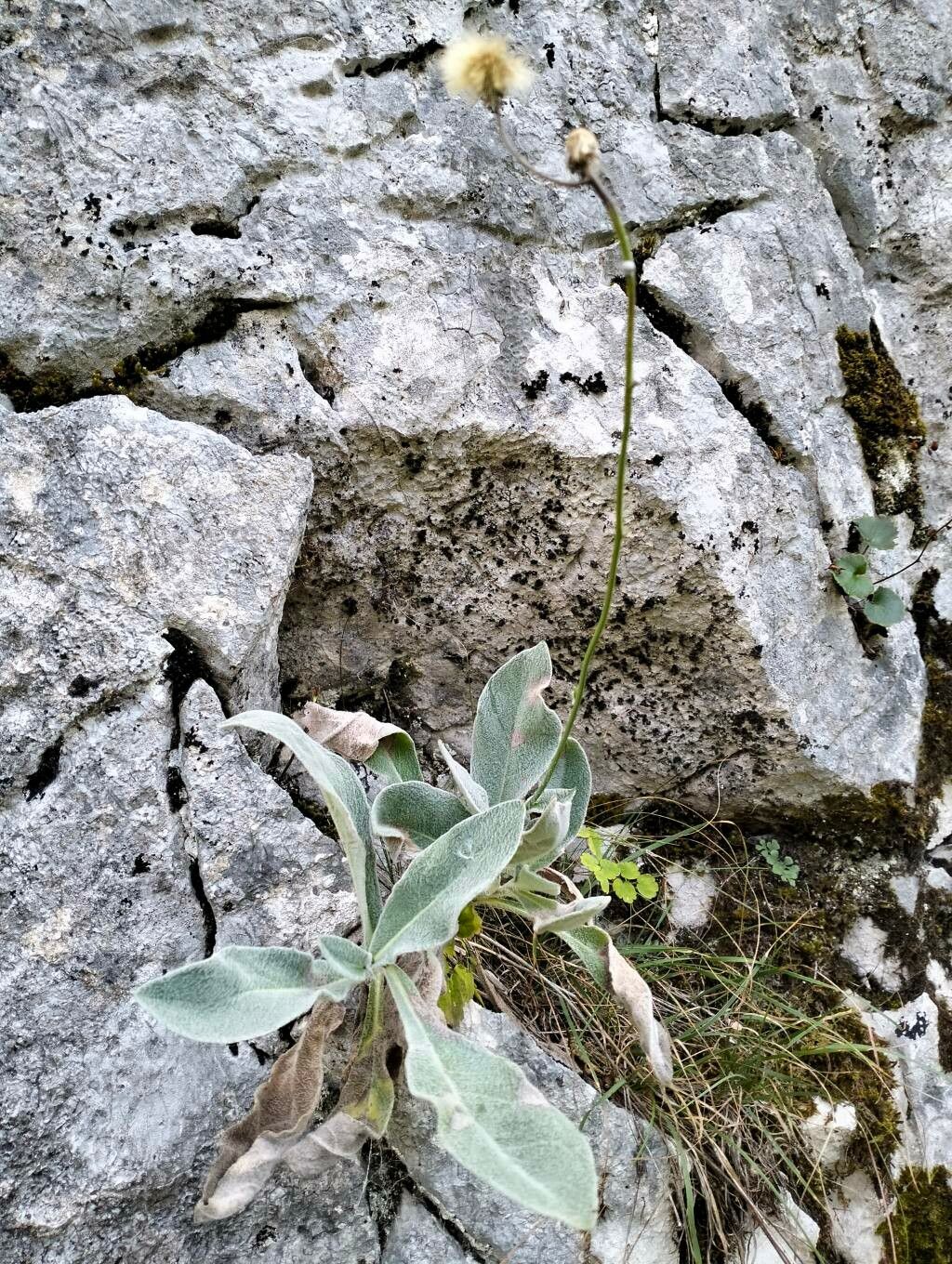 Hieracium waldsteinii habit