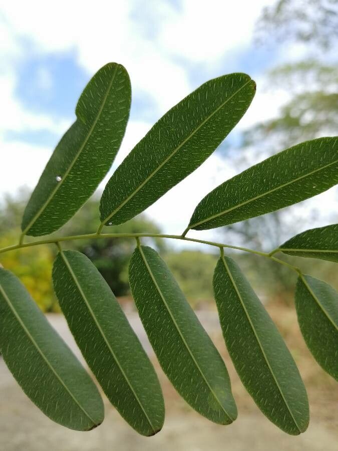 Myrospermum frutescens — houseplant care guide