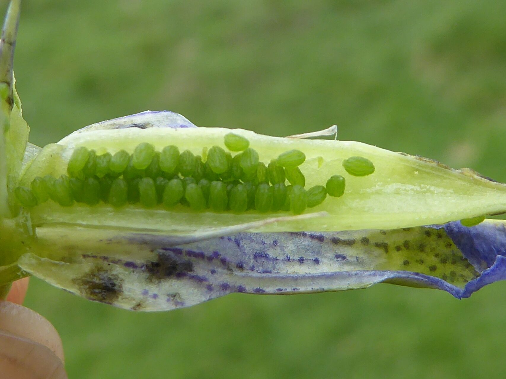 Gentiana sierrae fruit